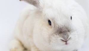 Is CeraVe Cruelty-Free? - Caring Consumer